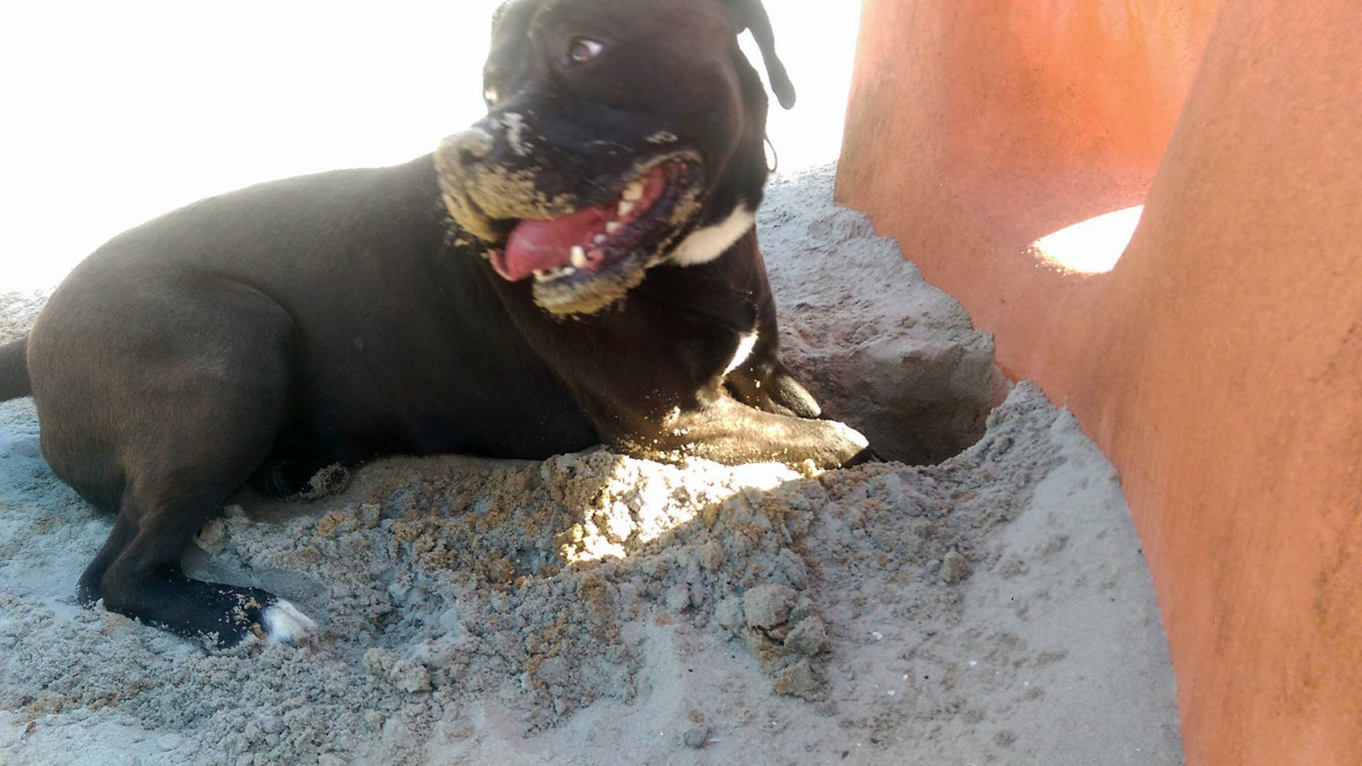 Foto hond in zand